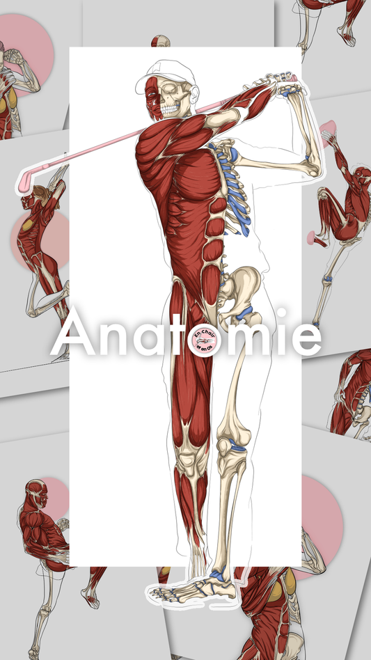 Anatomie : Les Mollets - Blog Eric Favre